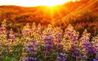 DCP数字货币卡 dcp数字货币app官方下载